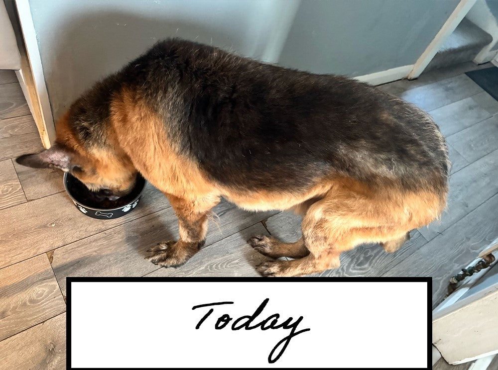 Kylo's Recovery | Skin Calming Diet | Herbal K9 Posh Nosh For Dogs - BROWNS PET RANGE