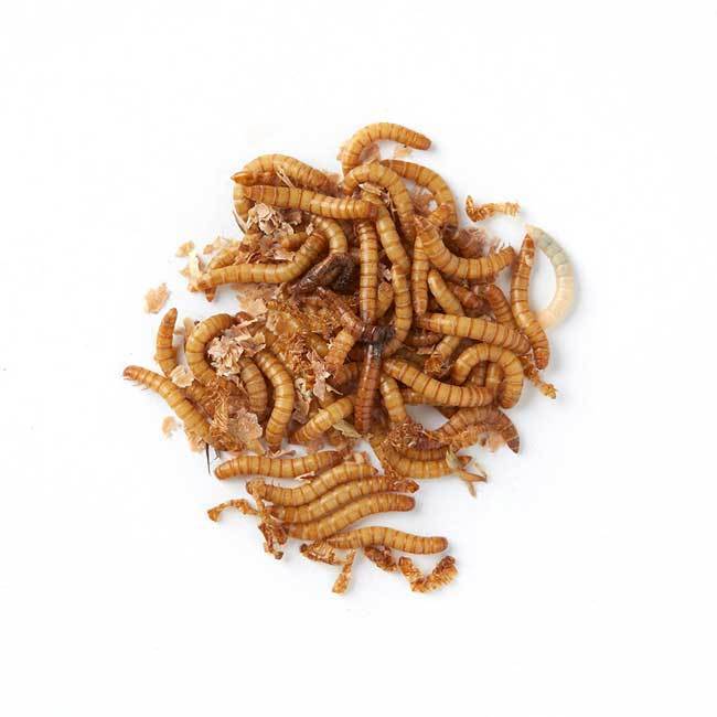 Brown's Reptile Food | Live Mealworms 375g x 5 - - Browns Pet Range