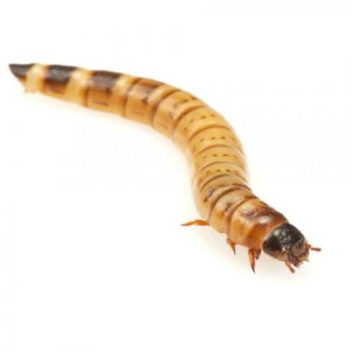 Brown's Reptile Food | Live Morio Worms 200g x 5 - - Browns Pet Range