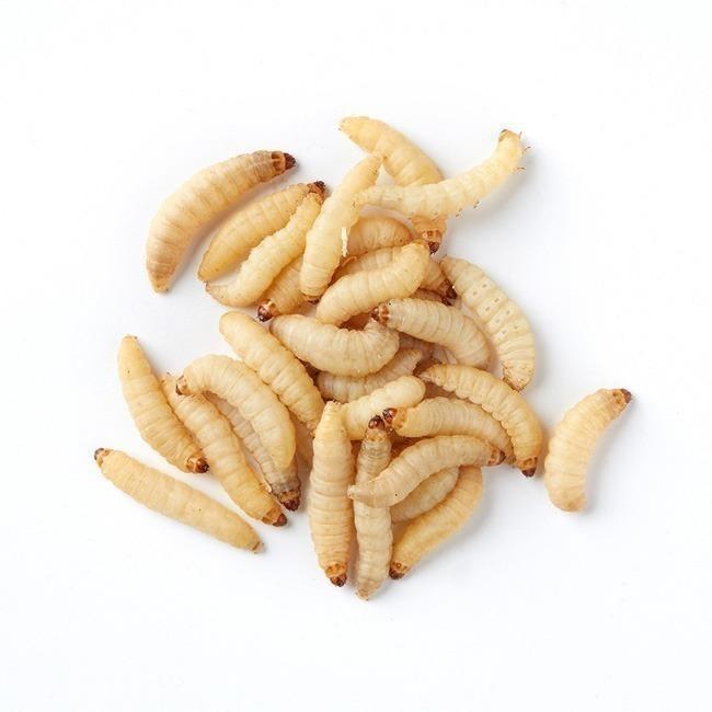 Brown's Reptile Food | Live Waxworms 75g x 5 - - Browns Pet Range
