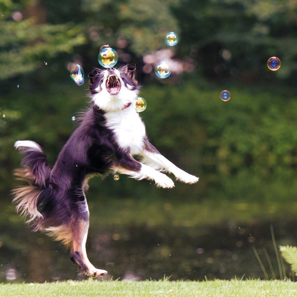 Bubble Dog - Turbo Fast Bubbles - Peanut Butter - - Browns Pet Range