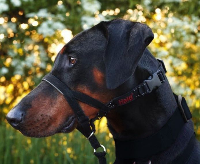 Halti Headcollar with Padded Nose - BROWNS PET RANGE