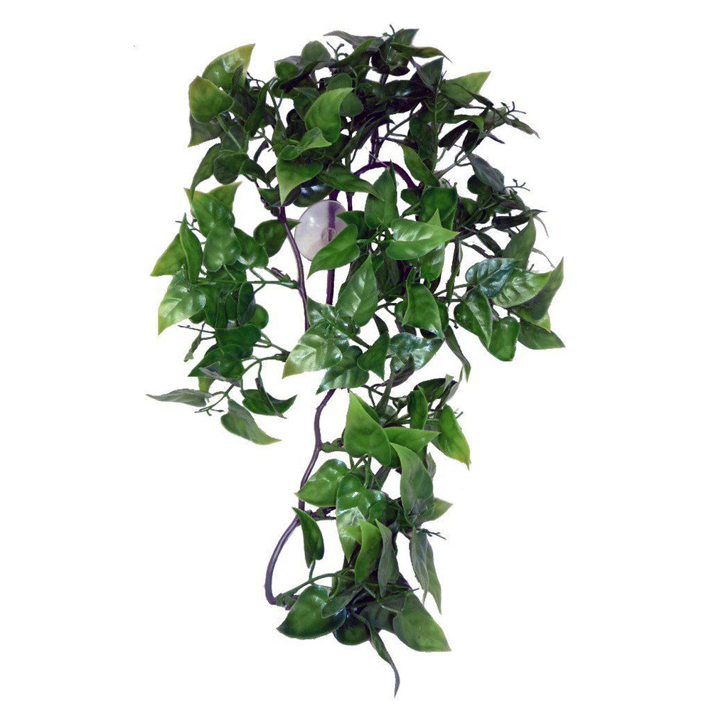 exo terra philodendron Komodo Philodendron Hanging Plant – BROWNS PET RANGE