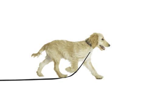 Puppy Training Line 2.5 Metres - - Browns Pet Range