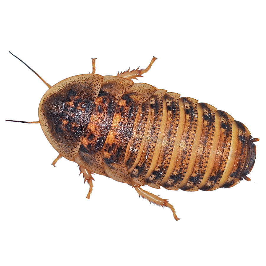 Reptile Food | Live Dubia Roaches, Adult 35-40mm Pre Pack x 5 - BROWNS PET RANGE