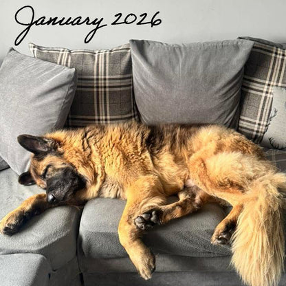 Kylo's Recovery | Skin Calming Diet | Herbal K9 Posh Nosh For Dogs