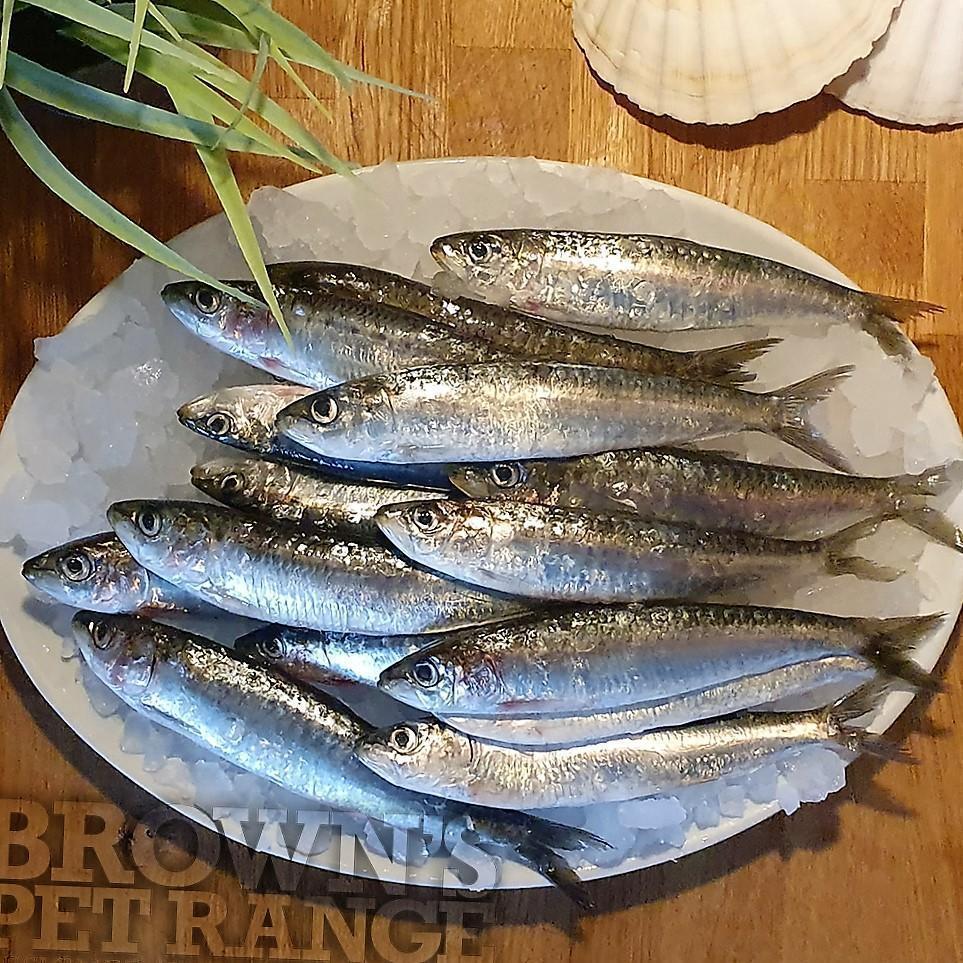 Can Dogs Eat Fresh Sardines