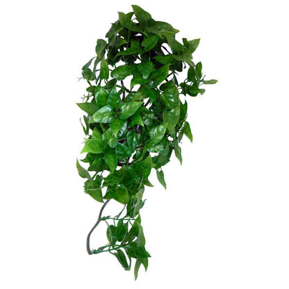 komodo philodendron plant Komodo Philodendron Hanging Plant – BROWNS PET RANGE