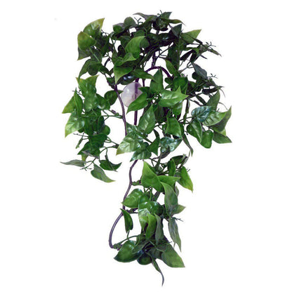 komodo philodendron Komodo Philodendron Hanging Plant – BROWNS PET RANGE